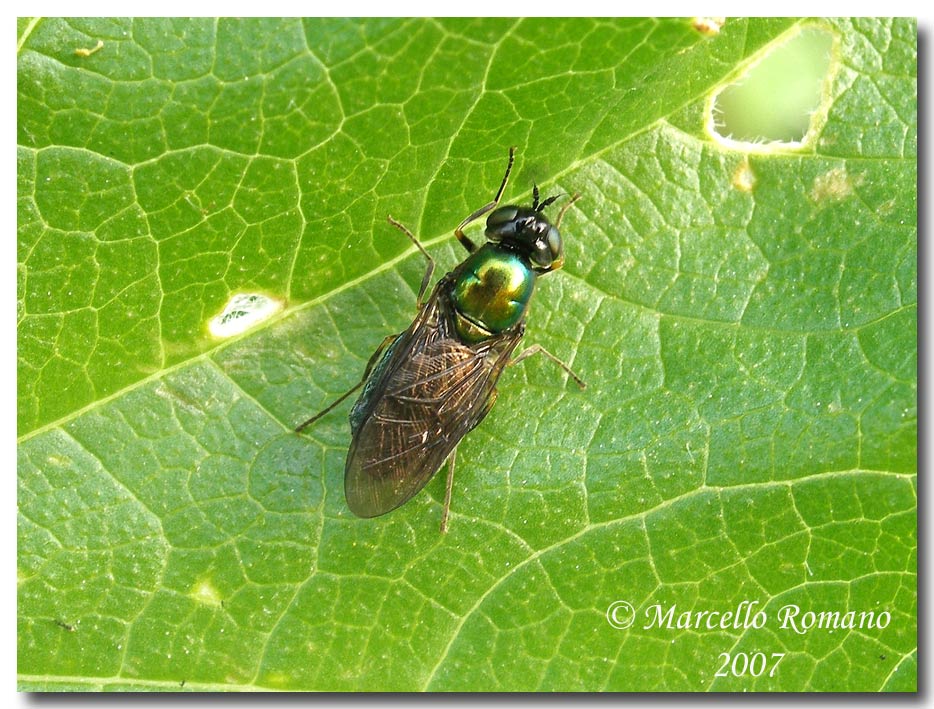 Album di ditteri fotografati in Sicilia nel 2007